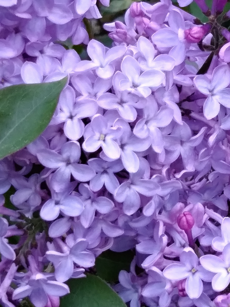 spring, springtime, lilac, freshness, growth, leaf, no people, beauty in nature, close-up, flower, plant part, fragility, flowering plant, plant, floral