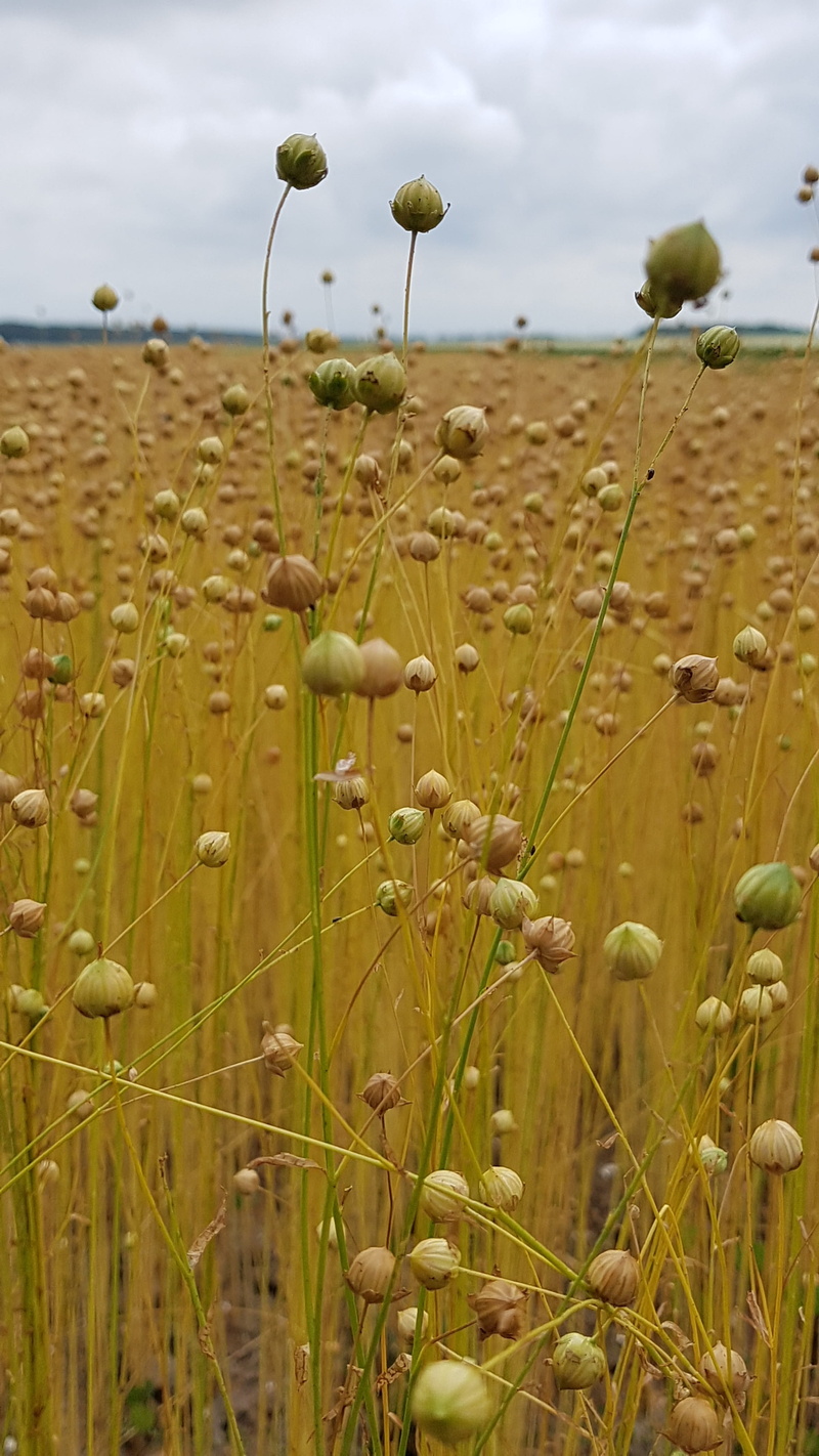 environment, tranquility, field, linen, sky, beauty in nature, linseed oil, flower, no people, cereal plant, arable, growth, flax, nature, landscape, plant