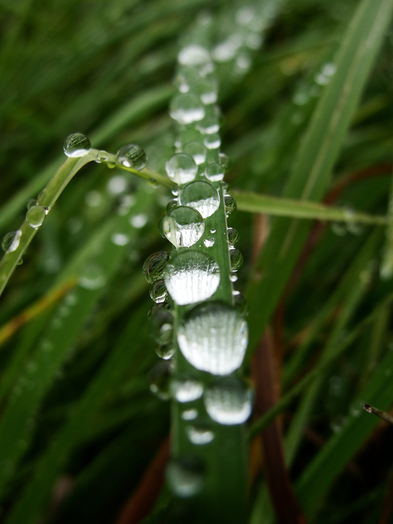 lockscreen, purity, green, rainy season, growth, beauty in nature, wet grass, dew, freshness, wet, 2K, plant part, green color, blade of grass