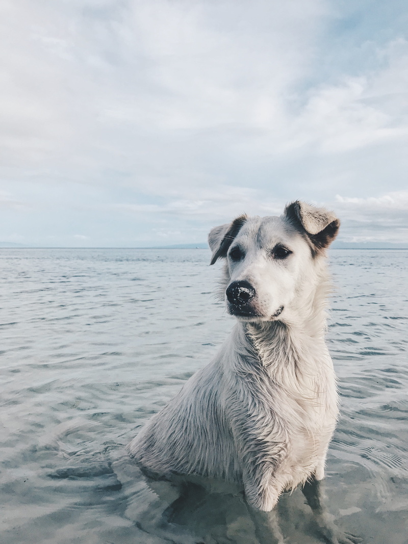 mammal, breed, furry, animal themes, 4K, domestic animals, nature, day, canine, cloud - sky, outdoors, adorable, sitting, sea, horizon over water, domestic