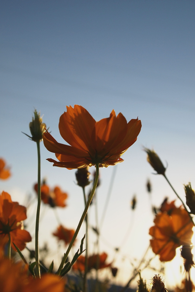 vulnerability, inflorescence, freshness, beauty in nature, sunset, petal, outdoors, orange, sky, fragility, day, flower head, 4K, natural, orange color