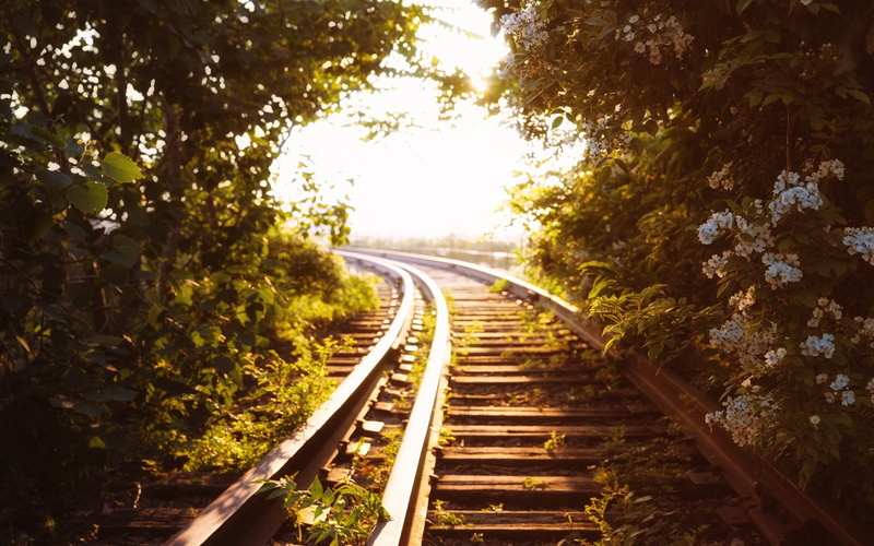 tree, forest, beauty in nature, brown, rail transportation, transportation, diminishing perspective, metal, plants, nature, growth, no people, outdoors