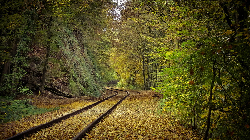track, railroad, woodland, leaves, forest, 4K, wilderness, autumn, train track, tree, nature, railway
