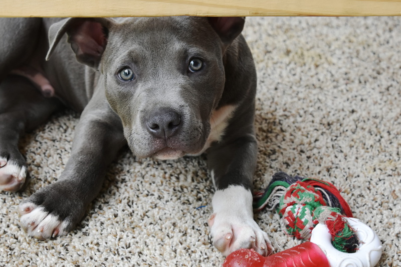 relaxation, vertebrate, no people, young animal, animal body part, blue, domestic animals, looking at camera, terrier, puppy, bull, mammal, canine, land