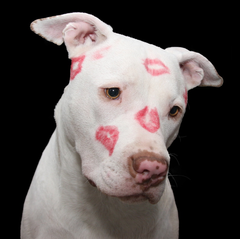 adoption, animal themes, mammal, white color, terrier, one animal, nanny dog, lips, adopt, cut out, passionate, no people, valentines day, domestic animals