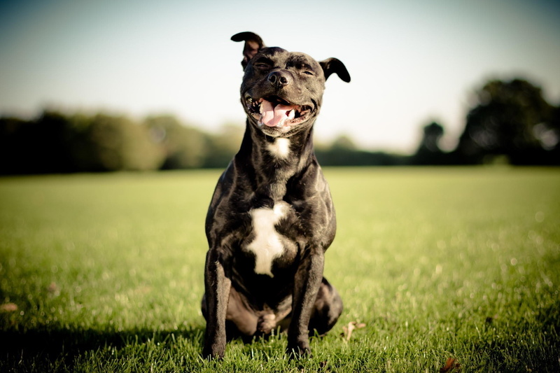 nature, pit bull, animal, portrait, grass, outdoors, animals, field, domestic, full length, one animal, animal themes, domestic animals, looking, day, sitting