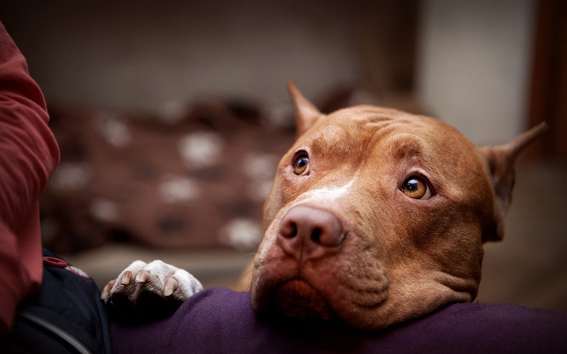close-up, pets, people, bull, looking at camera, pet owner, one animal, portrait, pit, brown, american, relaxation, mammal, domestic, domestic animals