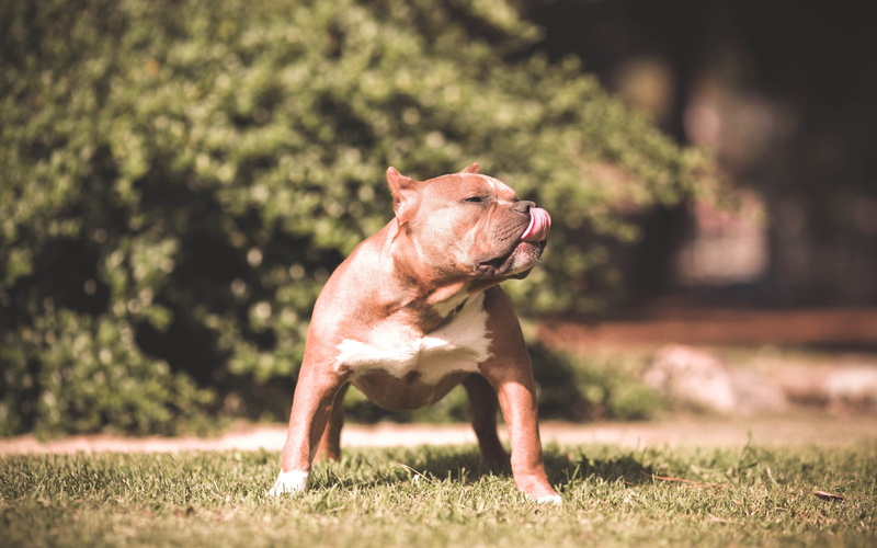 2K, nature, pit bull, depth of field, dog