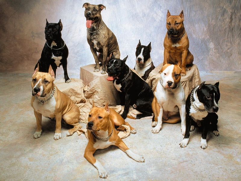 bull, american, pit, terriers, hd, 720P, animals, dogs