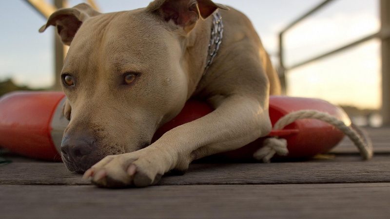 1920x1080, pit, terrier, animals, american, 1080P, pit bull, resting, tan, bull