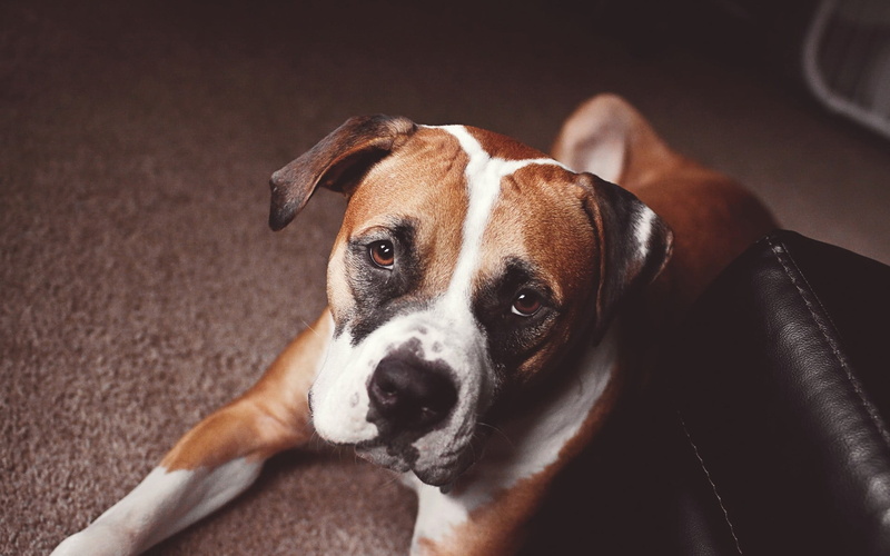 looking at camera, mammal, tan, domestic animals, white, looking, terrier, pets, american, indoors, one animal, no people, pit, portrait, domestic, 1080P