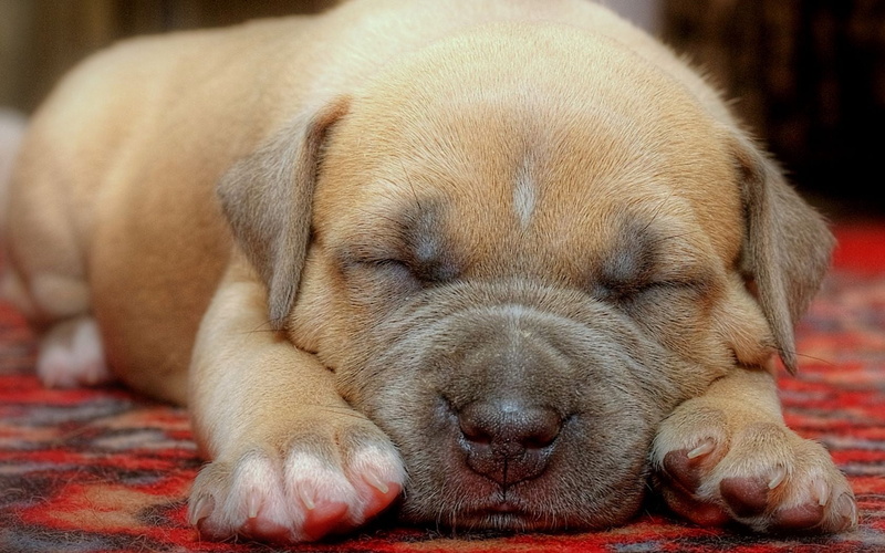 domestic, close-up, labrador Retriever, american, bull, animal themes, canine, pupy, cute, relaxation, young Animal, sitting, portrait, small, tired, domestic Animals