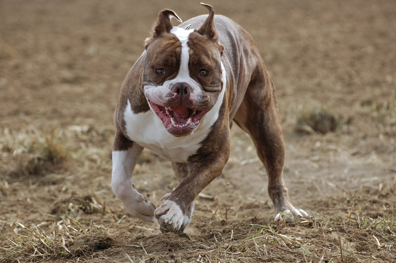 bull, dog, american, terrier, pit, 2K