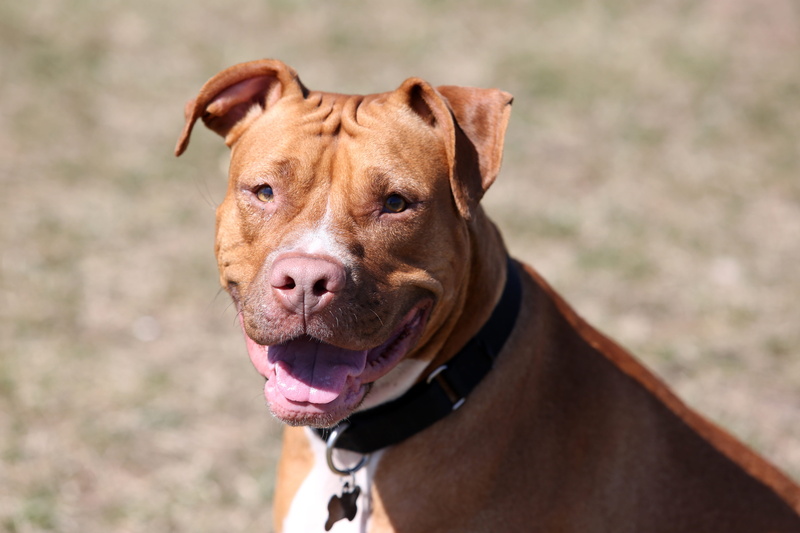 animal, animal head, portrait, one animal, animal themes, looking, collar, 5K, dog close up, canine, red dog, animal mouth, mouth open, focus on foreground