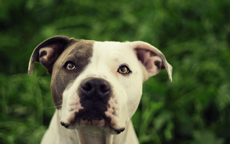 animal, nature, face, domestic, adult, pit, friendship, puppy, terrier, day, outdoors, grass, one Animal, vertebrate, pets, focus on foreground, black