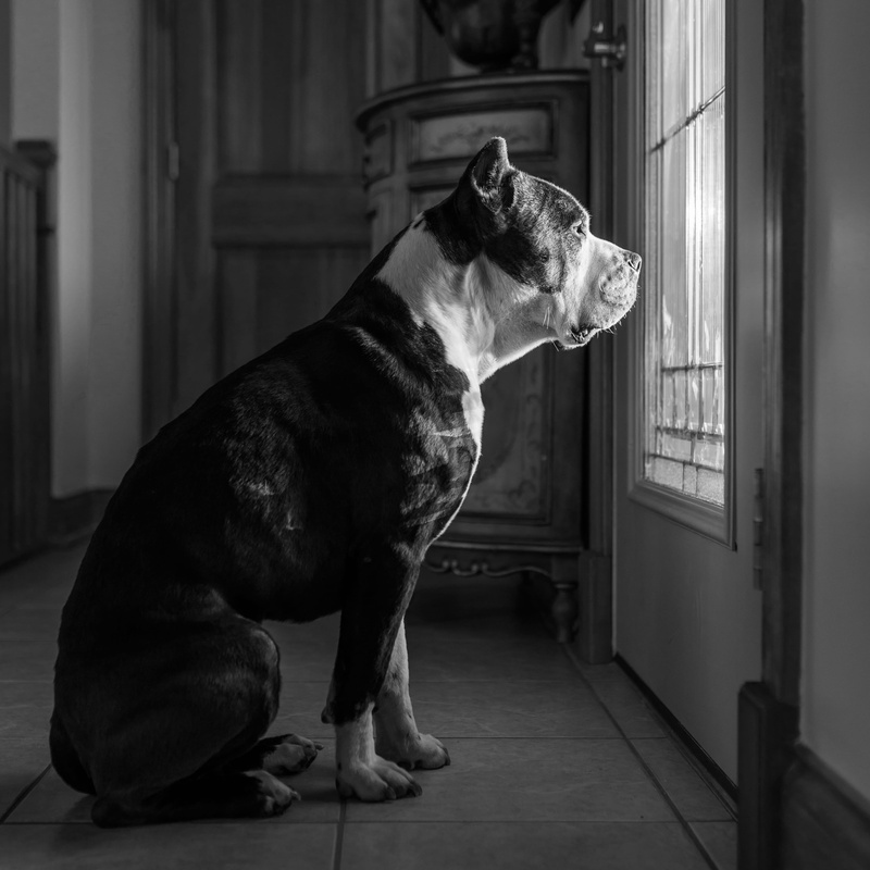 domestic, door, full length, front, pets, tiled floor, photo, profile view, dog, pit bull, mammal, canine, entrance, american staffordshire terrier, flooring