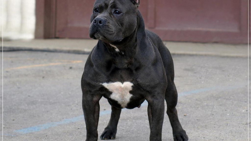 dog, pit, american, terrier, bull, 1080P