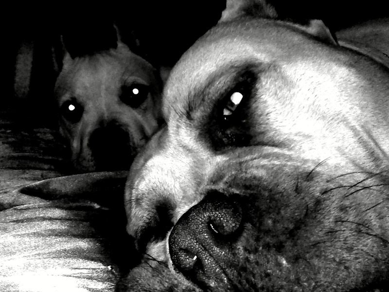 pit, animals, 1080P, lounging, pit-bull, pit bulls, dogs, pit bull, bulls