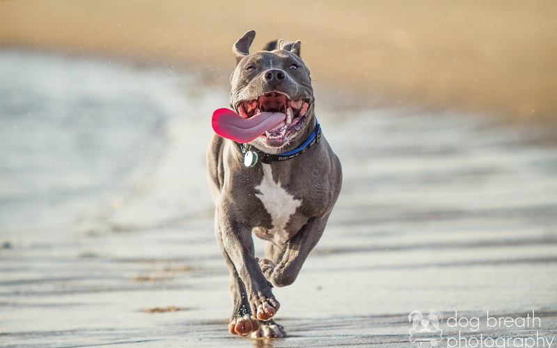 playful, playing, 1080P, mammal, domestic Animals, dog, purebred Dog, weimaraner, pet collar, looking, no people, gray, sea, water, animal, friendship