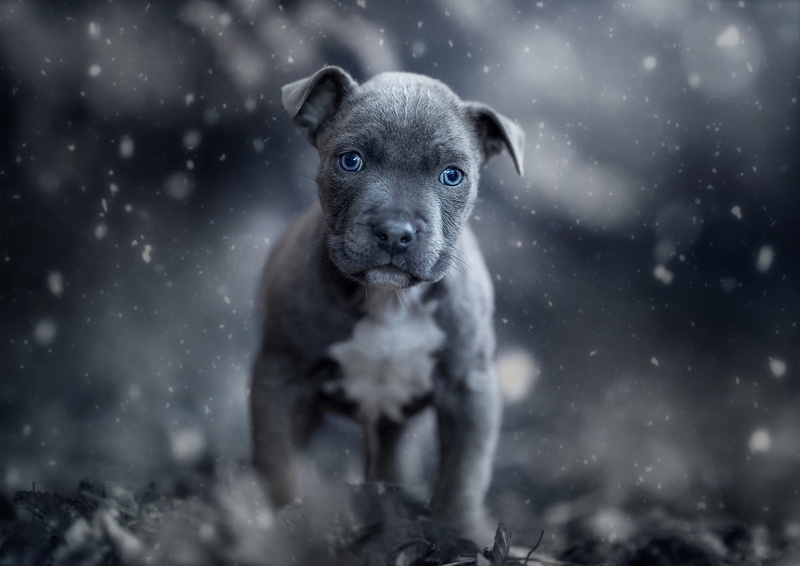 1080P, portrait, photoart, blue eyes, puppy, winter, paws, mood, background, look, American pit bull Terrier, dog, baby, face, snow, grey, snowfall, nature