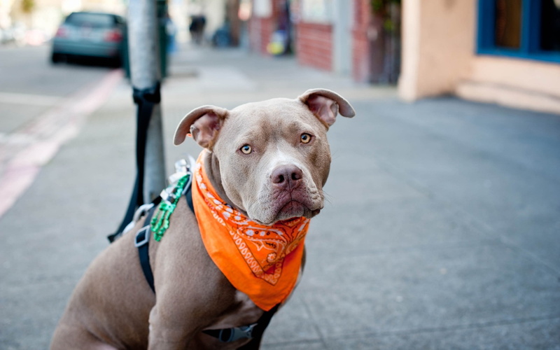 pit, leash, street, summer, one animal, focus on foreground, puppy, brown, dog, pet collar, animal, domestic, face, city, domestic Animals, pet leash, bandana