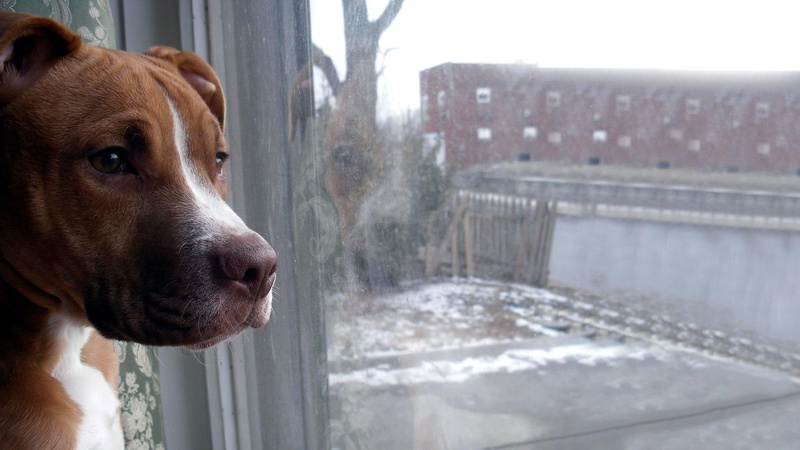 pit, protector, protective, friendly, charlene, lovable, bull, pit bull, 1080P, beautiful, courageous, loyal, photoshop, breed