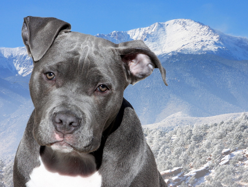 white, american, cold temperature, bull, American Bully, bully, dog, cute, portrait, blue, pit bull, nature, american staffordshire terrier, mammal, canine