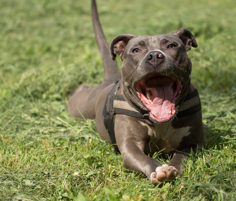 snout, yawn, foot, animal mouth, american staffordshire, plant, purebred Dog, grass, domestic, facial expression, nature, field, 1080P, meadow, staffordshire