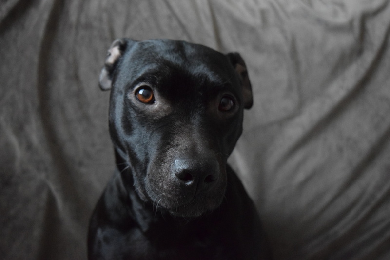 pit bull, focus on foreground, canine, staffordshire terrier, 5K, close-up, animal body part, animal nose, dog photo, indoors, black dog, domestic, dog