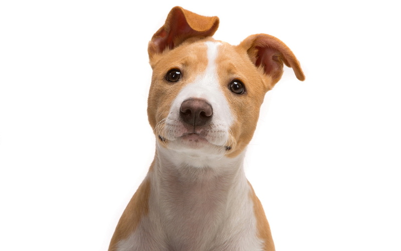 canine, young Animal, snout, vertebrate, animal eye, jack Russell Terrier, sitting, look, animal themes, cut Out, cute, purebred Dog, obedience, animal