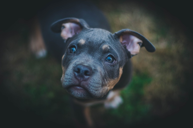 black Color, canine, portrait, purebred Dog, amstaff, dog, pets, american, small, animal body part, pit Bull Terrier, animal eye, no people, bully, cute