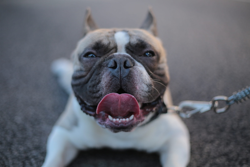 purebred dog, french bulldog, animal themes, pit bull, white, animal head, domestic animals, no people, domestic, one animal, small, portrait, canine, pets