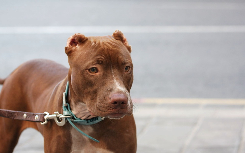 purebred Dog, terrier, bull, brown, cute, dog, focus on foreground, muzzle, one Animal, american, american pitbull, pets, animal head, sitting, mammal