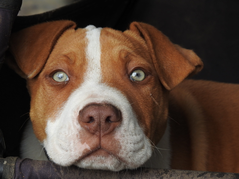 pets, snout, mammal, red puppy, no people, Pup, animal nose, animal themes, looking at camera, animal, Dog, american, pit, white, relaxation, animal head