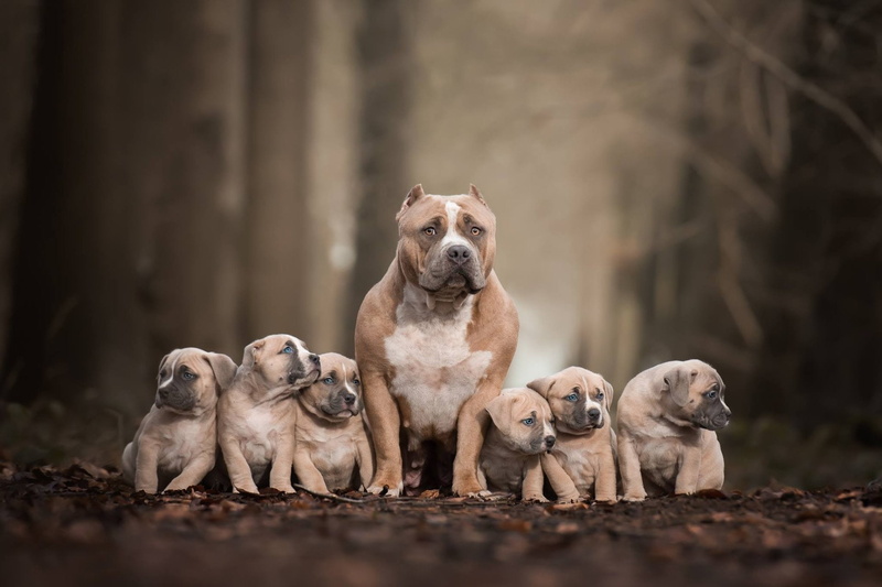 day, canine, 1080P, animal family, Puppy, front view, group of animals, portrait, pets, small, animal themes, Pet, Baby Animal, domestic animals, Dog