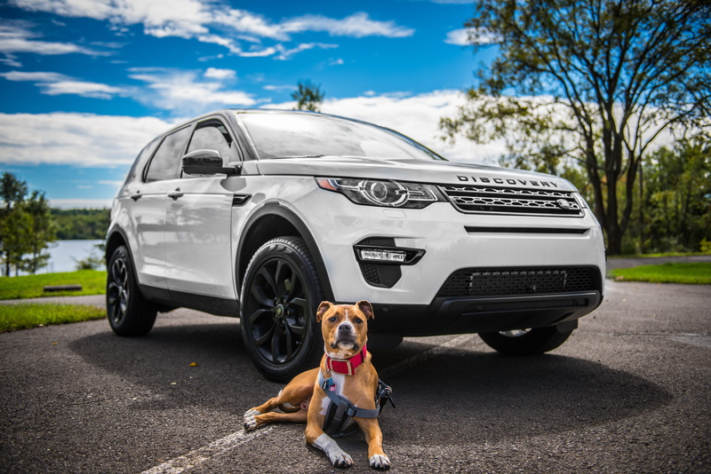 pets, car, SUV, brown, mammal, motor vehicle, pit, land vehicle, day, domestic, asphalt, pet, dog collar, lying, wheel, no people, road trip, terrier, american