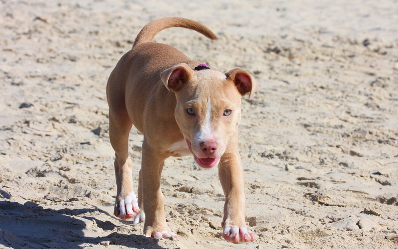 day, pitbull, running, small, sand, domestic Animals, friendship, american, animal themes, nature, beach, canine, focus on foreground, young Animal, looking