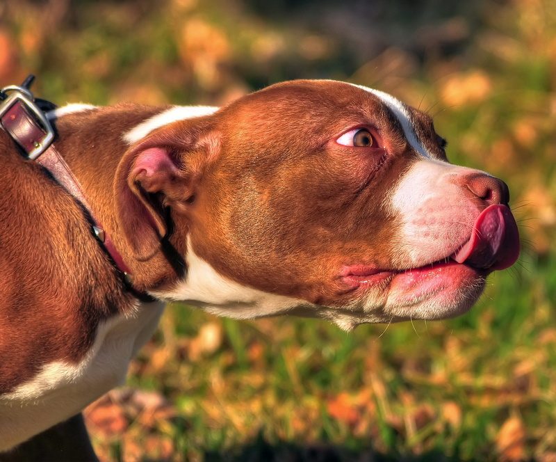 tongue, animal body part, close-up, snout, amstaff, young Animal, domestic, grass, pets, puppy, brown, one Animal, 1080P, day, american Staffordshire Terrier