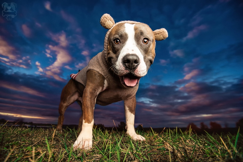 face, sky, white, young Animal, nature, puppy, terrier, cloud - sky, meadow, bull, adult, tan, animal, cute, friendship, pit, mammal, dog, grass, clothing