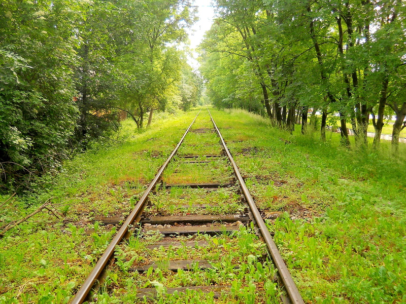 grass, covered, communication, tree, track, train, view, horse, land, railroad track, long, way, beauty in nature, diminishing perspective, outdoors, tracks