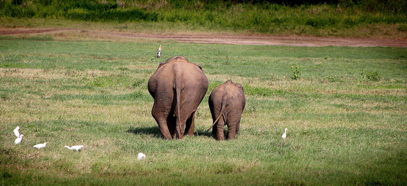 funny, one animal, nature, no people, grass, sri lanka, animals in the wild, big and small, animal, vertebrate, wilderness, animal wildlife, animal world