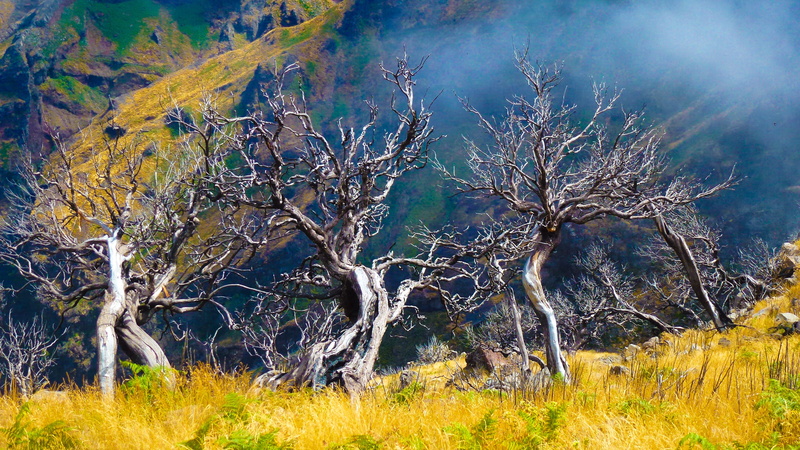 coniferous tree, beauty in nature, day, mountain, pine woodland, land, tree, decay, pine tree, sunlight, age, death, 4K, environment, non-urban scene