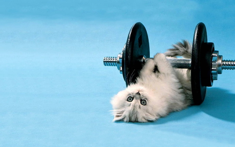 animal hair, animal, dumbbell, indoors, vertebrate, one animal, domestic cat, cat, muscular Build, luxury, exercising, 1080P, strength, blue, cute, healthy Lifestyle