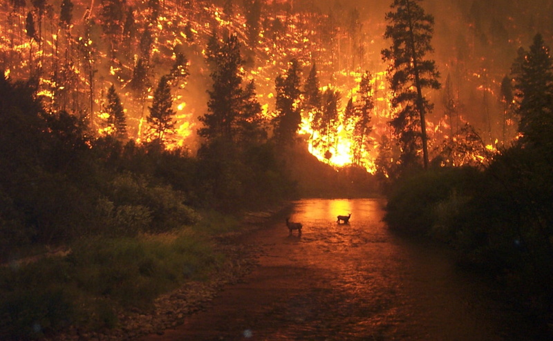 smoke, brand, land, forest fire, plant, fire, natural disaster, sunlight, people, outdoors, sunset, burn, forest, glow, dirt, road, orange color, tree