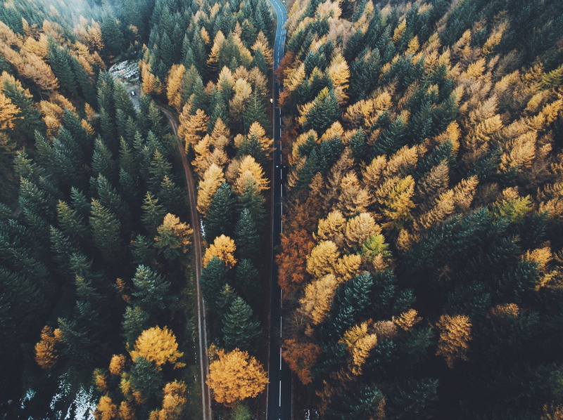 land, non-urban scene, tranquil scene, day, pine tree, tree, sunlight, textile, environment, floral, trees, brown, forest, black, growth, pine woodland