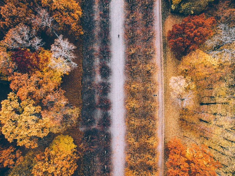 change, birds eye view, no people, autumn collection, trees, 5K, nature, growth, sunlight, orange color, land, brown, leaf, motorcycle, leaves, plant