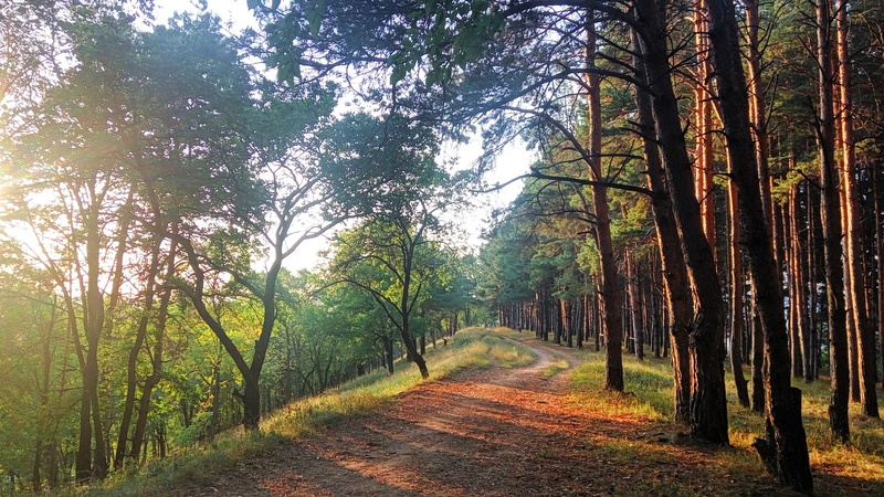 trunk, beauty in nature, tranquil scene, 1080P, woodland, pathway, tranquility, plant, land, green, outdoors, road, scenics - nature, no people, tree