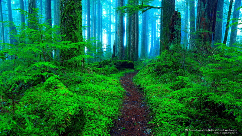 national, washington, mt, baker, snoqualmie, Nature, forest, 2K