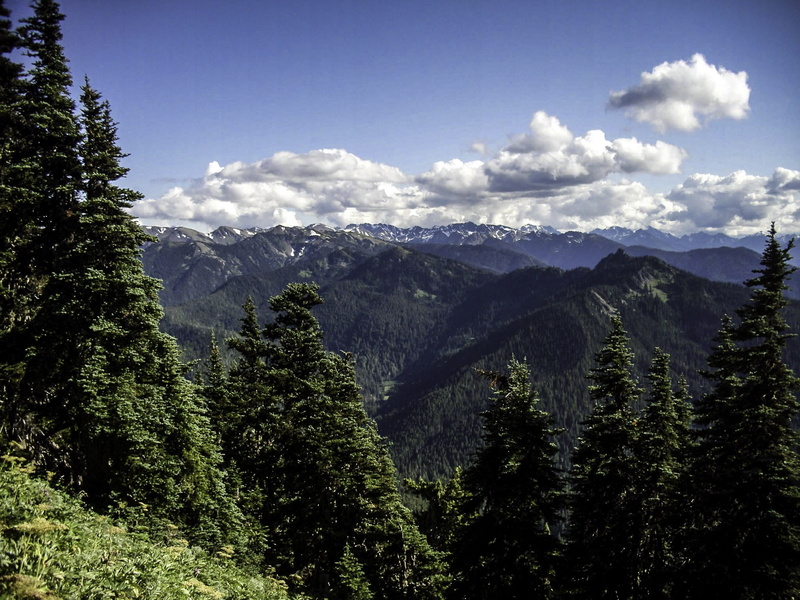 forest, tranquility, beauty in nature, cloud - sky, trees, scenics - nature, trail, day, Olympic National Park, tree, mountain Peak, national, Switchback Trail