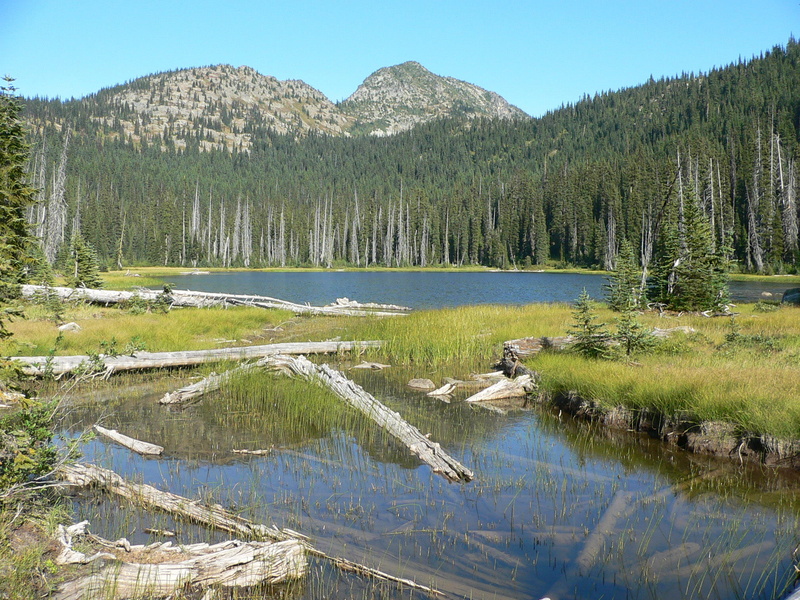 plant, dagger lake, animal, grass, beauty In Nature, lake, 1080P, photos, forest, National Park, day, mountain Range, growth, scenic, tranquility, nature